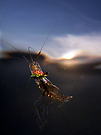 Regenbogengarnele