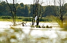 Mecklenburger Wildnis