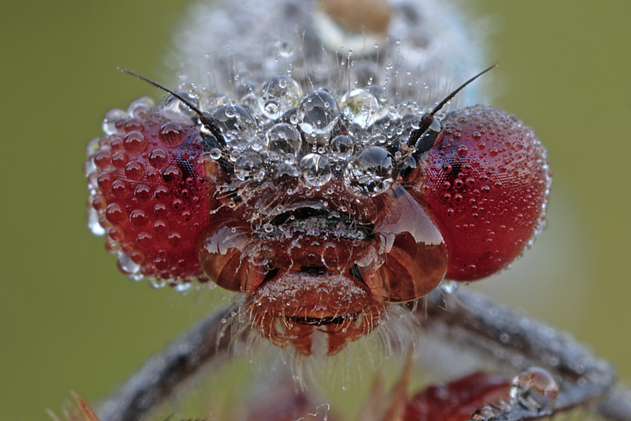 Himbeeren