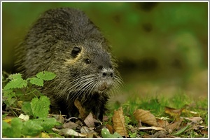 Nutria (Myocastor coypus)