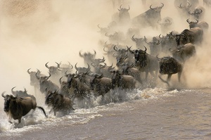 Gnus im Marafluss ND