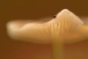 Pilz und Milbe