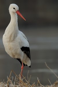 Storch