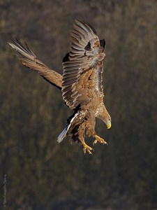 "Die Beute im Blick" ...