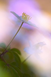 Buschwindröschen vor Leberblümchen