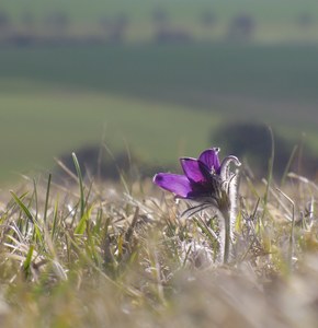 Küchenschelle mit Au(s)sicht...