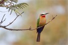 Weißstirnbienenfresser  (Whitefronted Bee-eater)