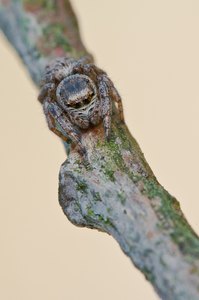 Salticidae