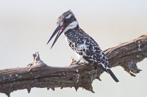 Pied Kingfisher / Graufischer