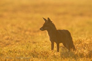 Fähe im Morgenlicht