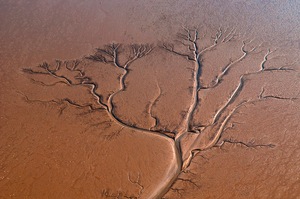 Dieser Baum trägt niemals Blätter