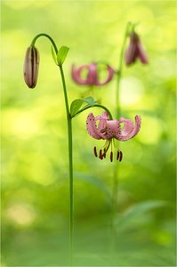 Lilium martagon