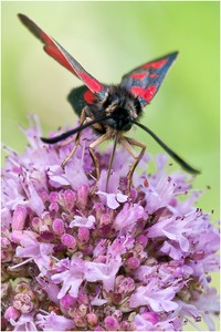 Zygaena loti