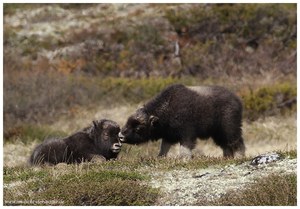 Moschus-Babys