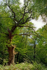 Alter Baum im Wald