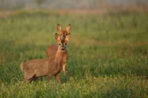 Vier Augen sehen mehr als zwei