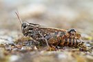 Italienische Schönschrecke (Calliptamus italicus)