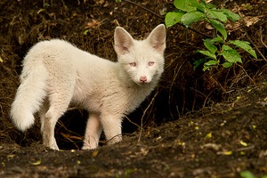 Rotfuchs-Albino