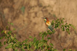 Bienenfresser mit Beute