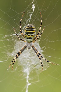 Wespenspinne (Argiope bruennichi)