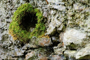 Nest?