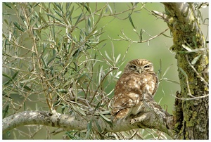 Little Owl