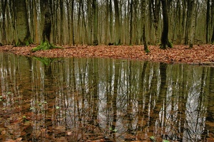 Wald nach dem Regen