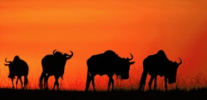 Gnus vor Abendhimmel (W)