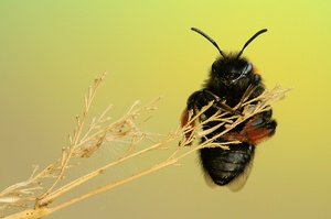 Gegen Abend (Andrena clarkella)