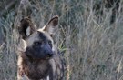Hunting dogs – Wildhunde – Kazuma Pan National Park – Zimbabwe