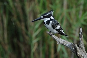 Pied Kingfisher