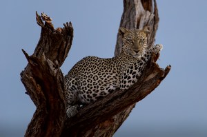 Abends im Samburu