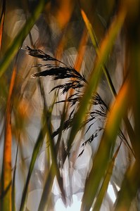 Herbstschilf