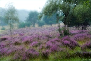 ~Zauberland Heide~