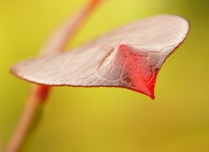 Kraft der Herbstfarben