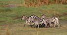 Fliehende Zebras in den Sümpfen – Bwabwata National Park