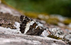 "Weißer Waldportier (Aulocera circe)"