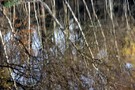 Waldteich im Herbst