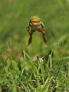 Auf dem Sprung