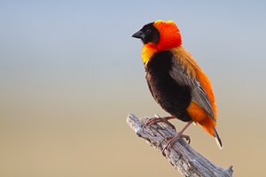 Southern Red Bishop