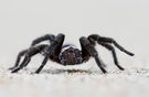 Tarantula