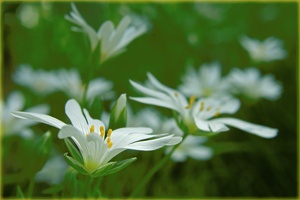 *stellaria holostea*