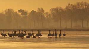 Goldener Morgen mit Singschwänen