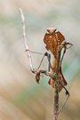 Deroplatys desiccata "Dead leaf Mantis"