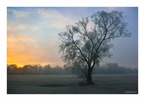 Baum im Morgenlicht