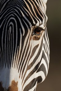 Grevy