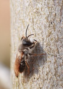 Andrena flavipes?