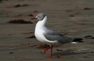 Graukopfmöwe (Chroicocephalus cirrocephalus) - Gambia - Westafrika