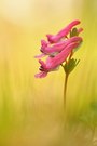 Gefingerter Lerchensporn (Corydalis solida)