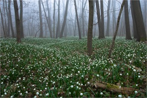 Frühling